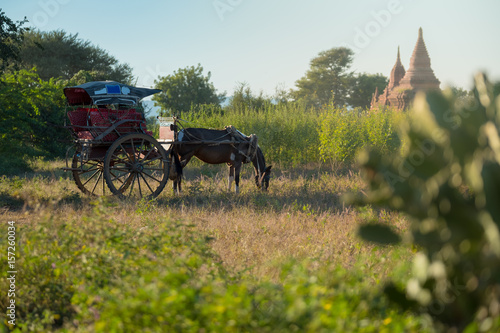Close up Horse cart in Bagan  Myanmar