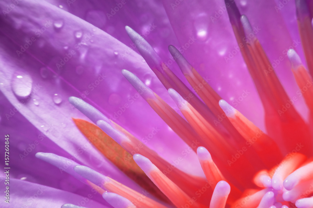 Naklejka premium Macro blossom lotus flower in garden.