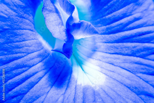 Macro of blue the petal a flower with its vessels and details