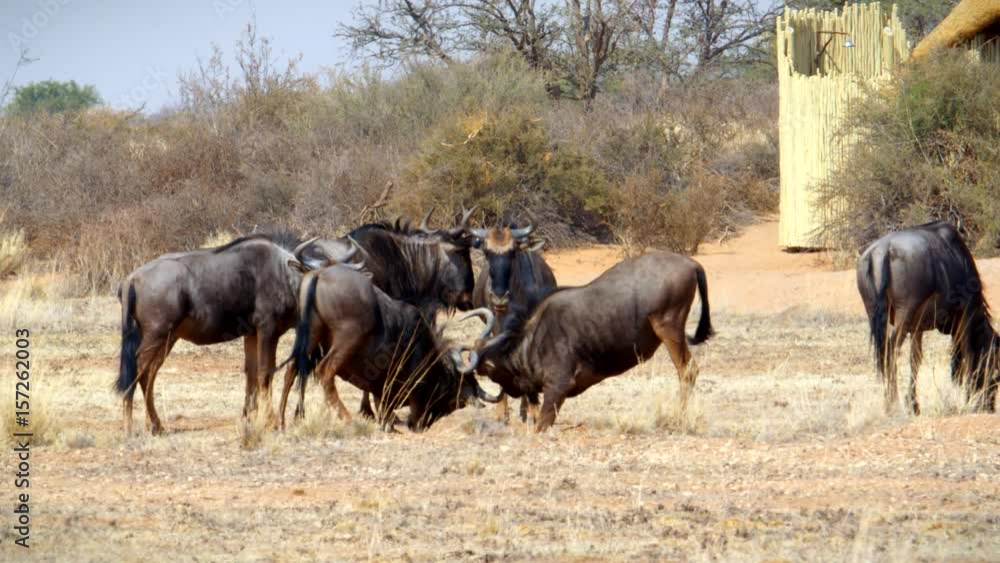 Two wildebeests fighting in slowmotion