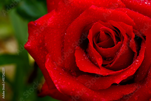 Fototapeta Naklejka Na Ścianę i Meble -  Beautiful red rose closeup.