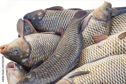 Live carp for sale. Freshly caught fish.
