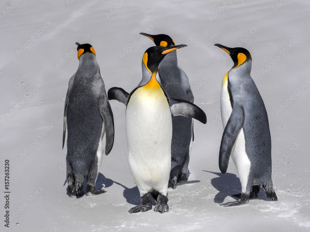 Obraz premium King Penguin Group, Aptenodytes patagonica, on the white sandy beach of Volunteer Point, Falklands / Malvinas