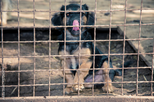 Homeless lovely puppy behind fence ©  Zlatko59