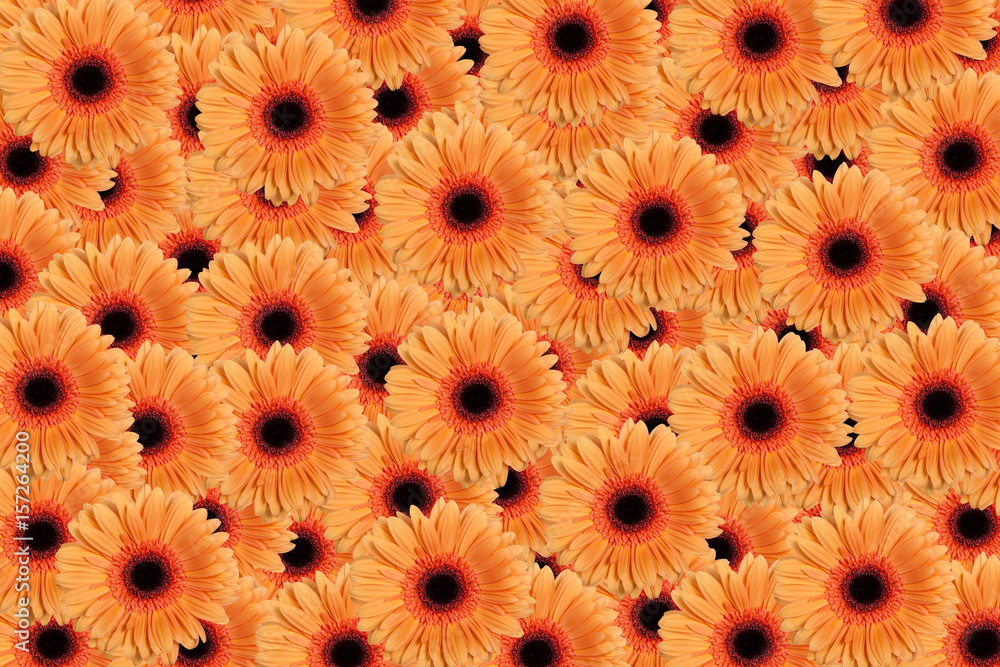 Orangene gerbera Hintergrund Orangene gerbera Hintergrund