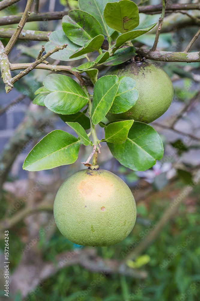 pomelo fruit on tree pomelo fruit on tree