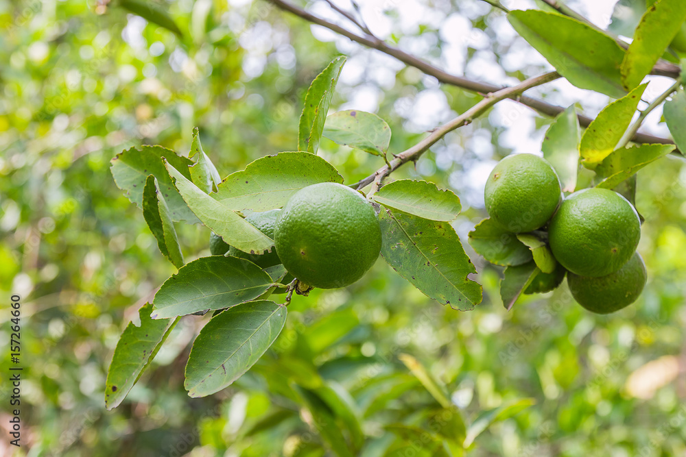 fresh lime on tree