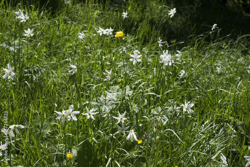 Fototapeta Naklejka Na Ścianę i Meble -  Narzissen und Trollblume