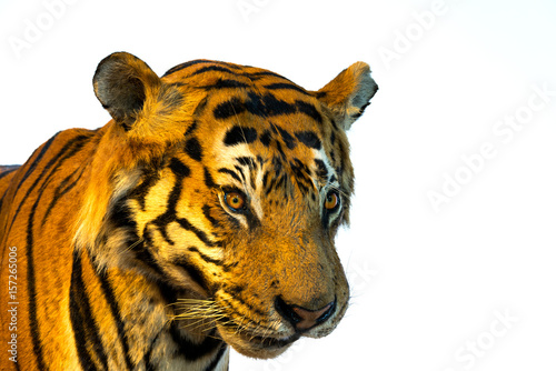 Fototapeta Naklejka Na Ścianę i Meble -  Portrait of tiger, tiger face.isolated on white background with clipping path.