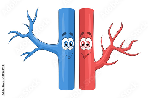 Cartoon blood vessels