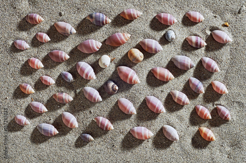 seashells in beach, shells in sand photo