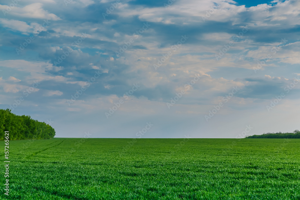 Fototapeta premium Blue sky and clouds over the green field.