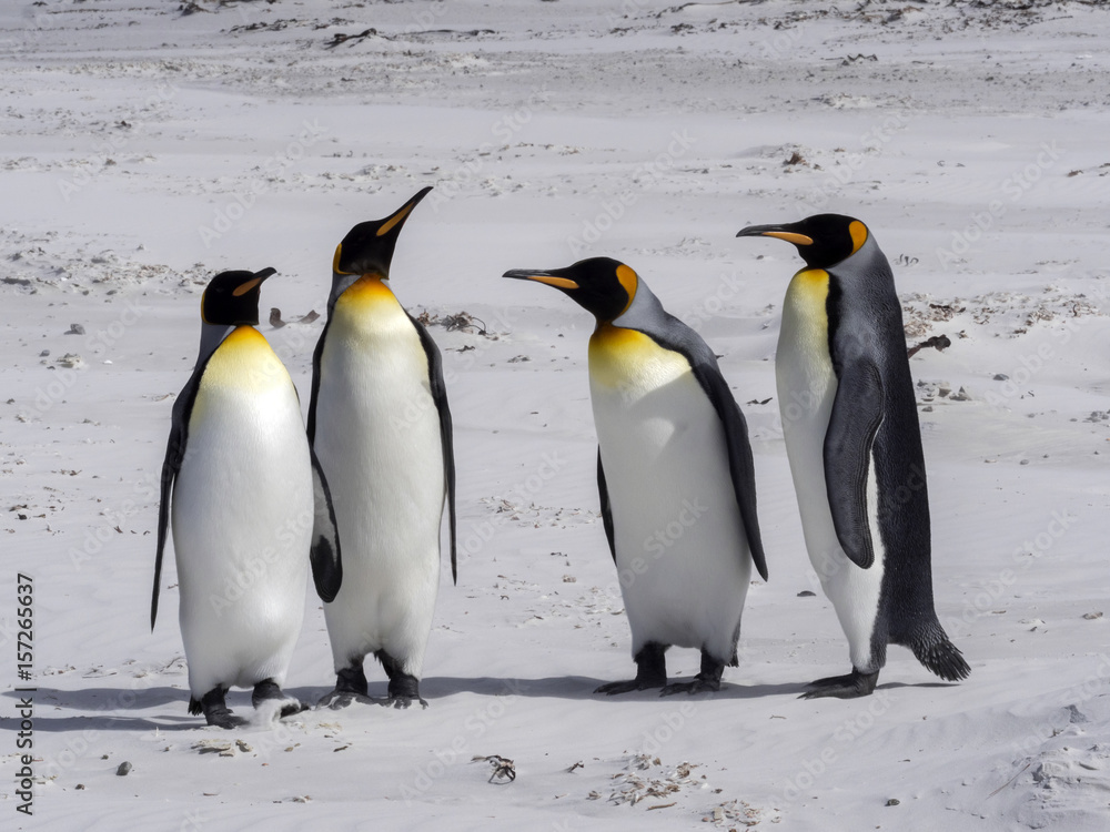Fototapeta premium King Penguin , Aptenodytes patagonica, on the white sandy beach of Volunteer Point, Falklands / Malvinas