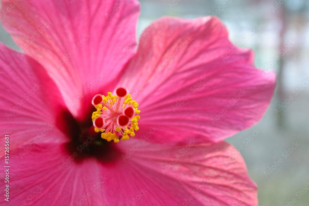 Part of a pink hibiscus flower (focus on stamens and pistil)