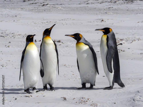 King Penguin   Aptenodytes patagonica  on the white sandy beach of Volunteer Point  Falklands   Malvinas