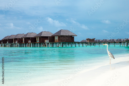 tropical beach in Maldives © Pakhnyushchyy