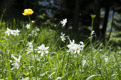 Fototapeta Naklejka Na Ścianę i Meble -  Narzissenwiese im Ausseerland
