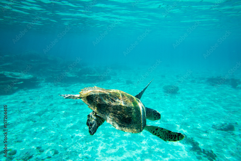 Obraz premium A turtle sitting at corals under water surface