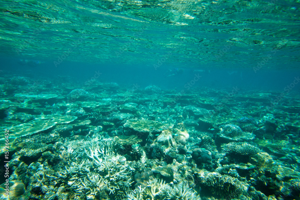 Underwater world landscape