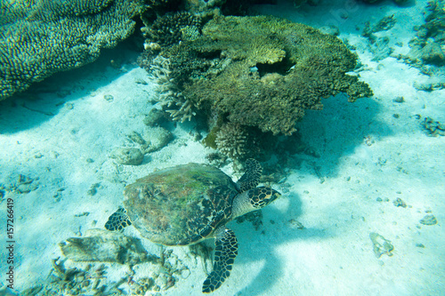 Fototapeta Naklejka Na Ścianę i Meble -  A turtle sitting at corals under water surface