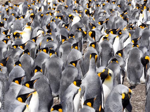 Big nesting colony King penguin, Aptenodytes patagonicus, Volunteer point, Falkland Islands - Malvinas