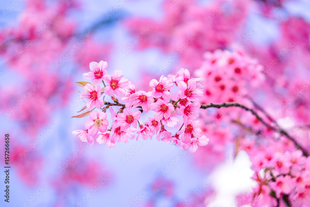 Naklejka premium beautiful Flower Pink Wild Himalayan Cherry Cherry Blossom or sakura Thailand in Chiang Mai
