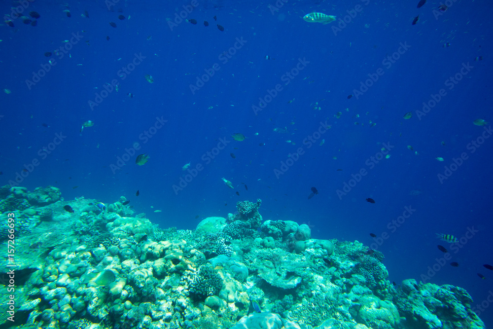 Underwater world landscape Underwater world landscape