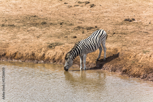 Zebras drinking at the water hole  South Africa