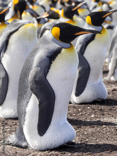 King penguin, Aptenodytes patagonicus, Volunteer point, Falkland Islands - Malvinas