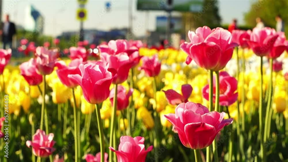 Pink and yellow tulips in the city in springtime Pink and yellow tulips in the city in springtime