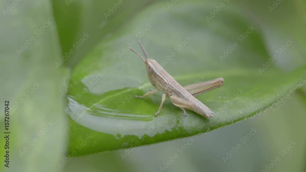Springtime. Macro shot of a brown grasshopper sitting on a green blade with water drops. Springtime. Macro shot of a brown grasshopper sitting on a green blade with water drops.