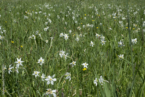 Fototapeta Naklejka Na Ścianę i Meble -  Narzissenwiese im Ausseer Land
