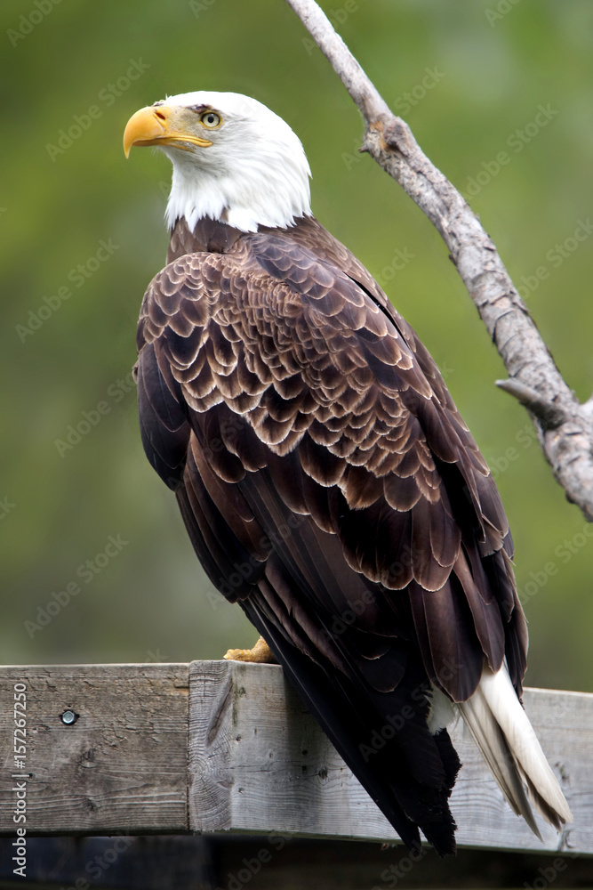 Fototapeta premium Bald eagle
