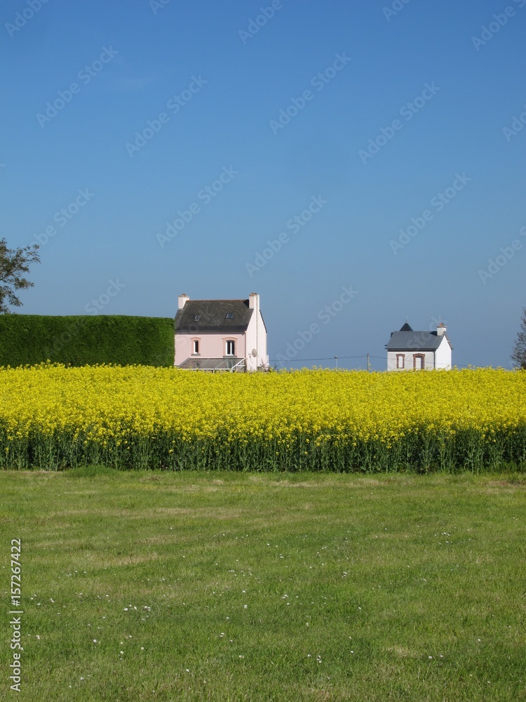 rape field and houses rape field and houses