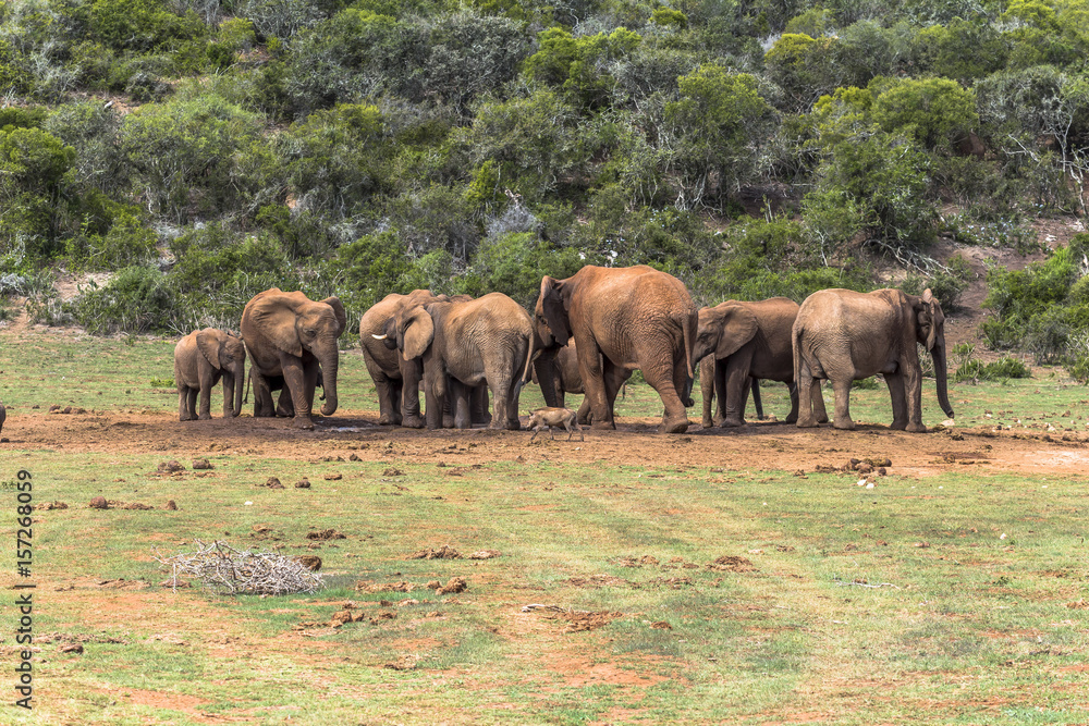 Obraz premium Elephants having a bath on water hole, South Africa
