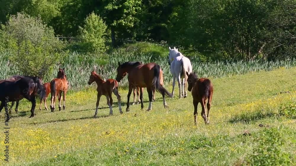 Horses at the watering in summer Horses at the watering in summer
