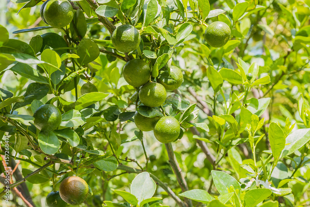 fresh lime on tree fresh lime on tree