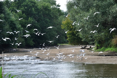  Flock of gulls on a river photo