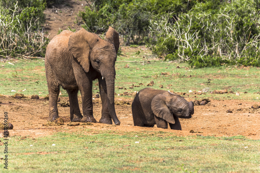 Elephant mother with child in Addo Elephant Park. South Africa