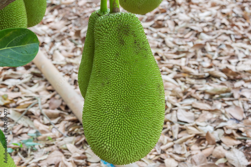 Close-up of a jackfruit hanging on a tree. Selective focus on the fruit. Close-up of a jackfruit hanging on a tree. Selective focus on the fruit.