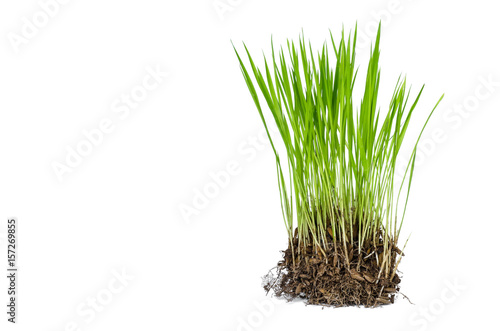 Seedlings rice isolate on white background