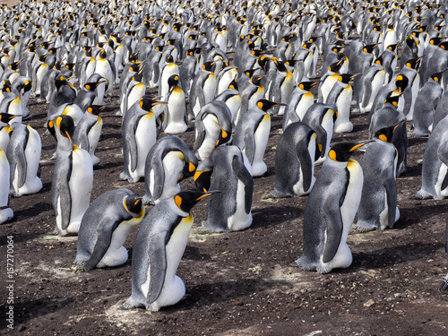 King Penguin, Aptenodytes patagonica, Heated Eggs, Volunteer Point, Falklands / Malvinas