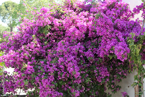 Gro  er  lila Strauch einer Bougainville in Bodrum