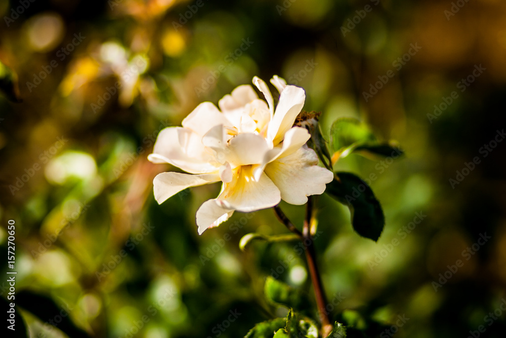 Beautiful roses growing in the garden Beautiful roses growing in the garden
