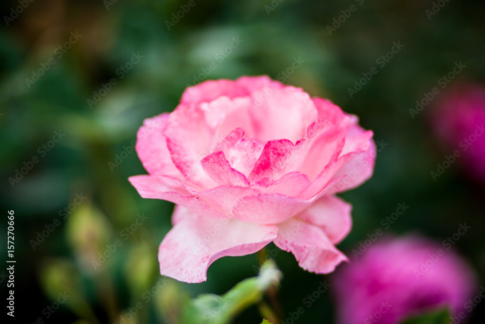 Nice pink roses growing in the garden Nice pink roses growing in the garden