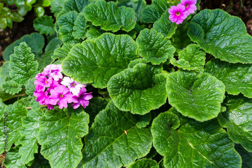 Primula Obconica photo