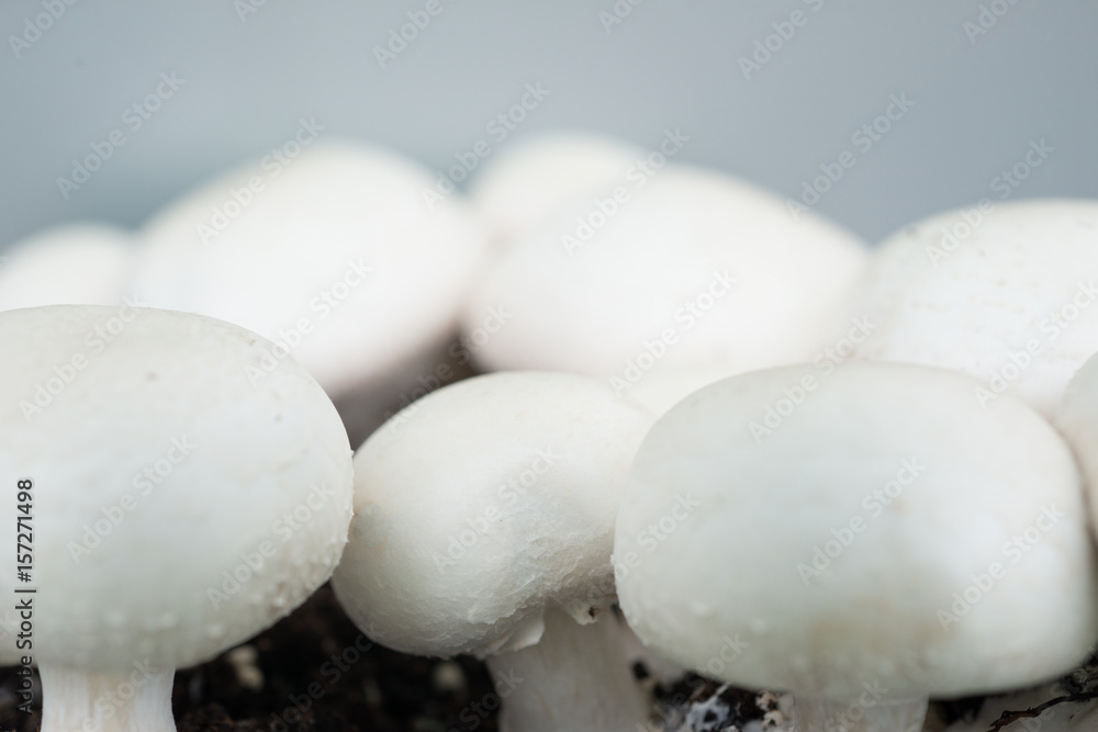 Macro Shot of White Button Mushrooms in Dirt Macro Shot of White Button Mushrooms in Dirt