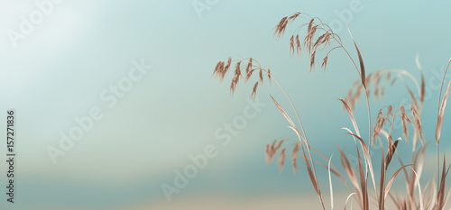 Withered twigs of grass against the sky. Horizontal format photo