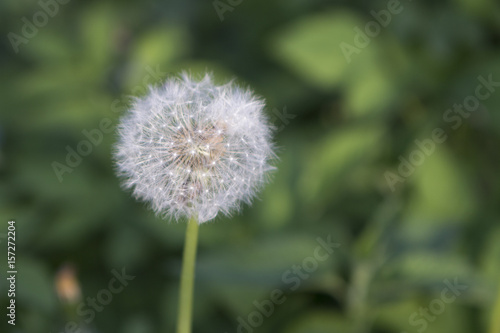 ripe dandelion