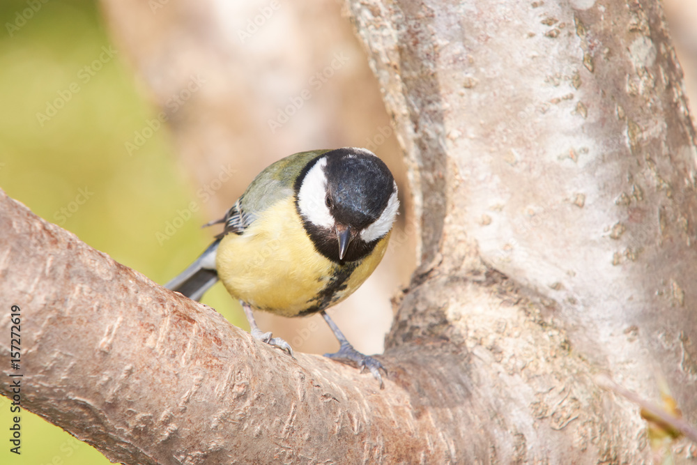 Naklejka premium Great Tit waiting food on a branch on sunny day